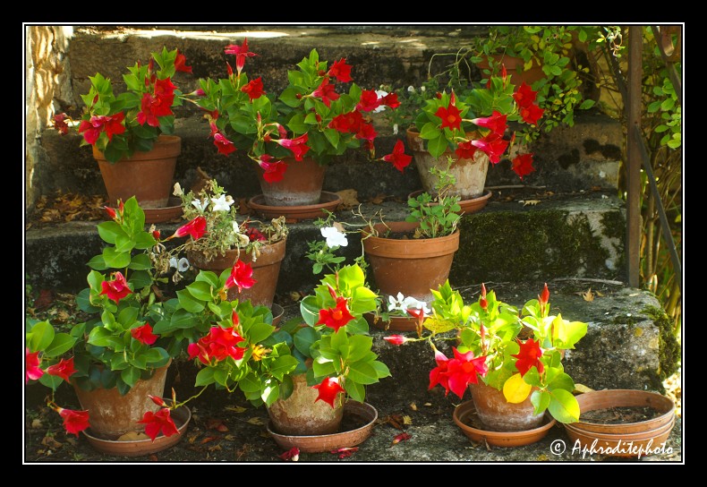 011 Fleurs